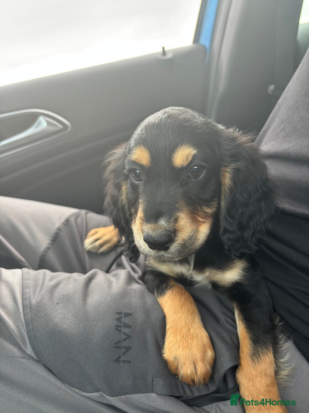 Cocker Spaniel dogs for sale: 10 week old working Cocker spaniel puppy - Image 5