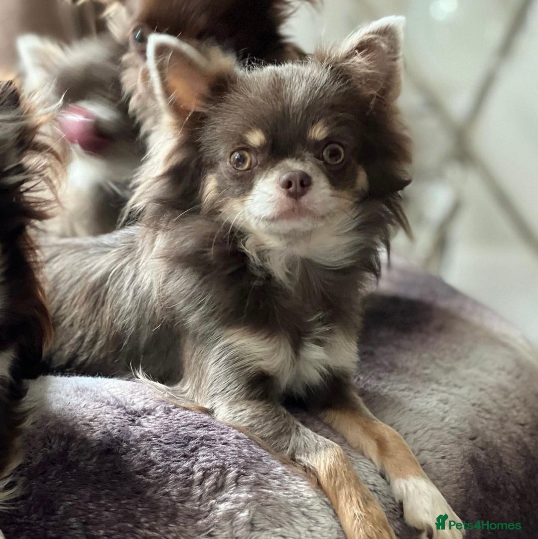 Chihuahua dogs for sale: Beautiful long haired Lilac Chihuahua puppies - Advert 14