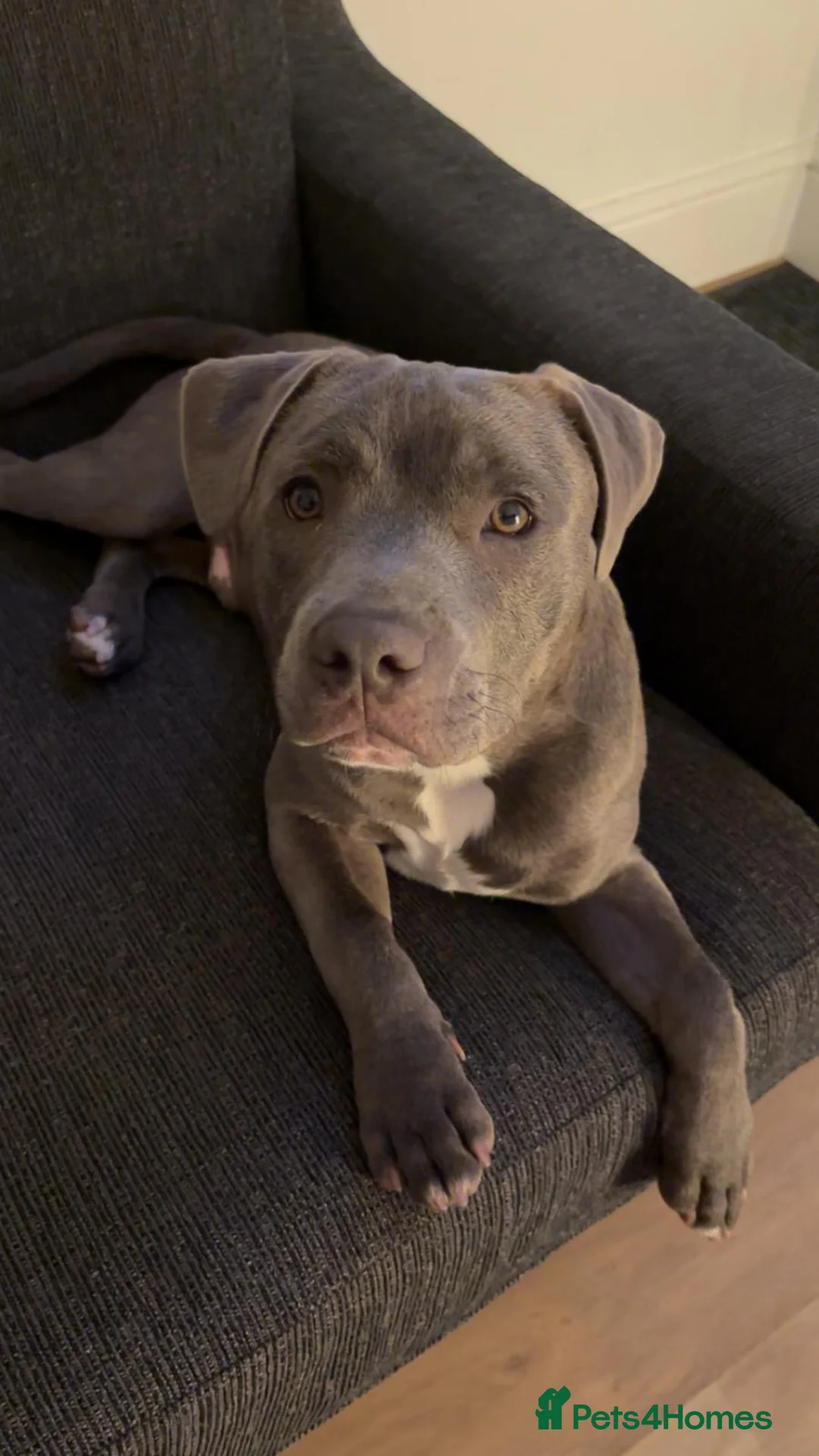 Staffordshire Bull Terrier dogs for sale: 2 16 month old staffys for sale  - Advert 2