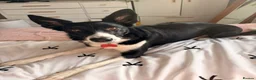Border Collie dogs for sale: 2 year old border collie  - Advert 1