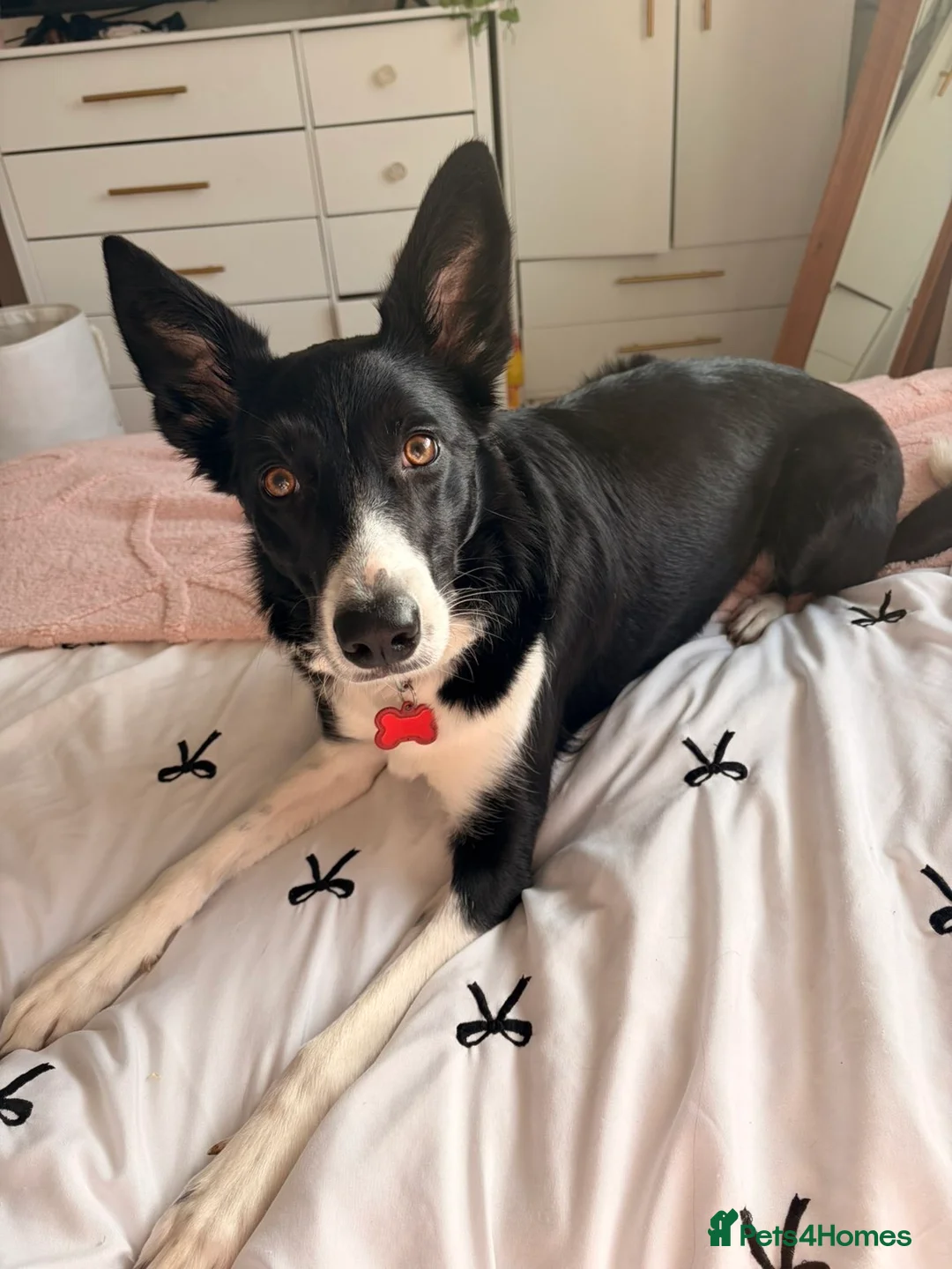 Border Collie dogs for sale: 2 year old border collie  - Advert 1