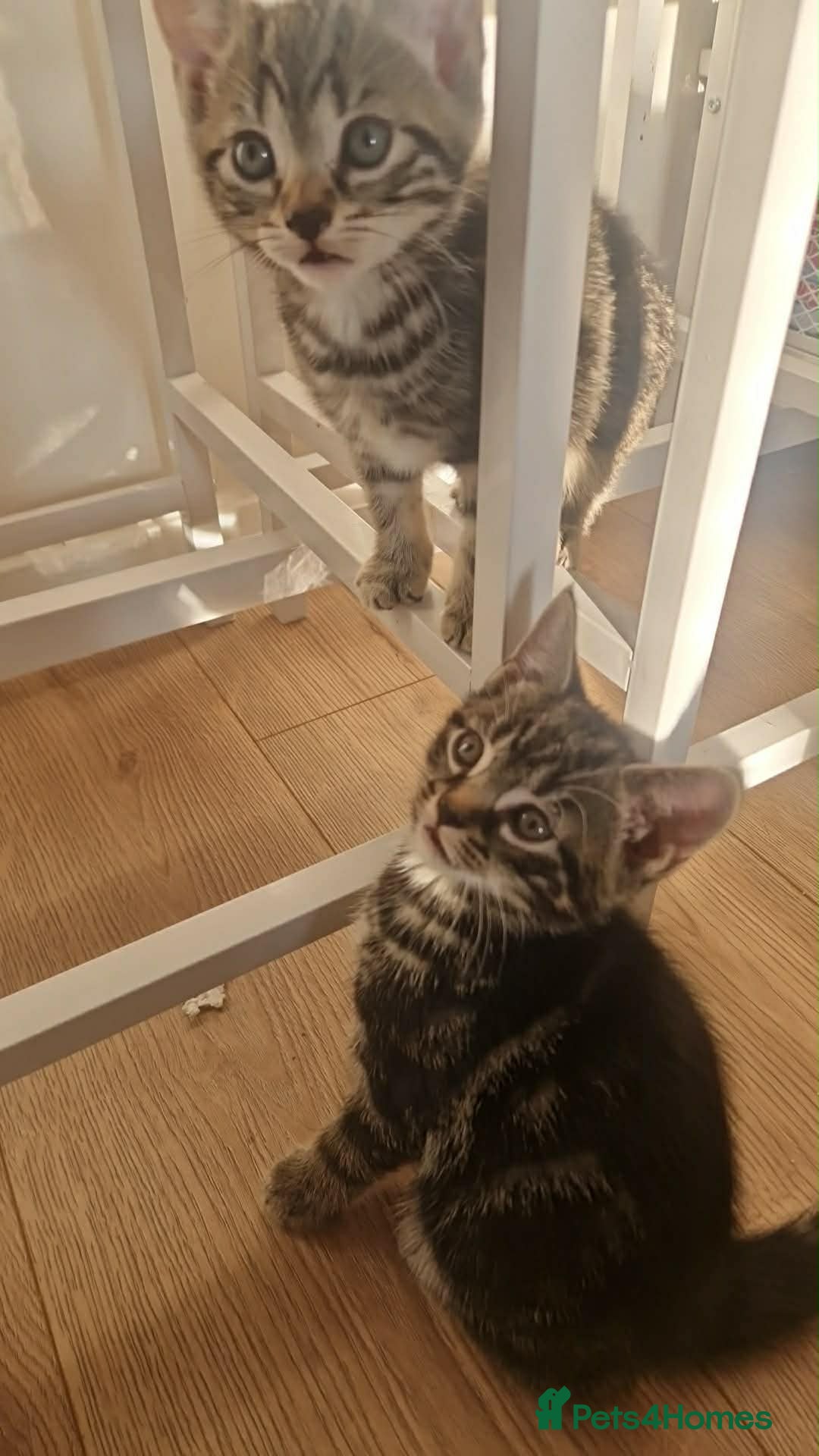 Mixed Breed cats Bsh x kittens ready to leave  - Advert 14