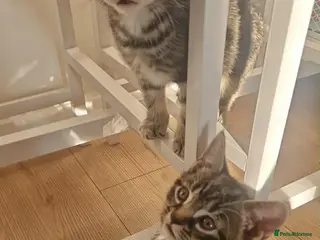 Mixed Breed cats Bsh x kittens ready to leave - Advert 14