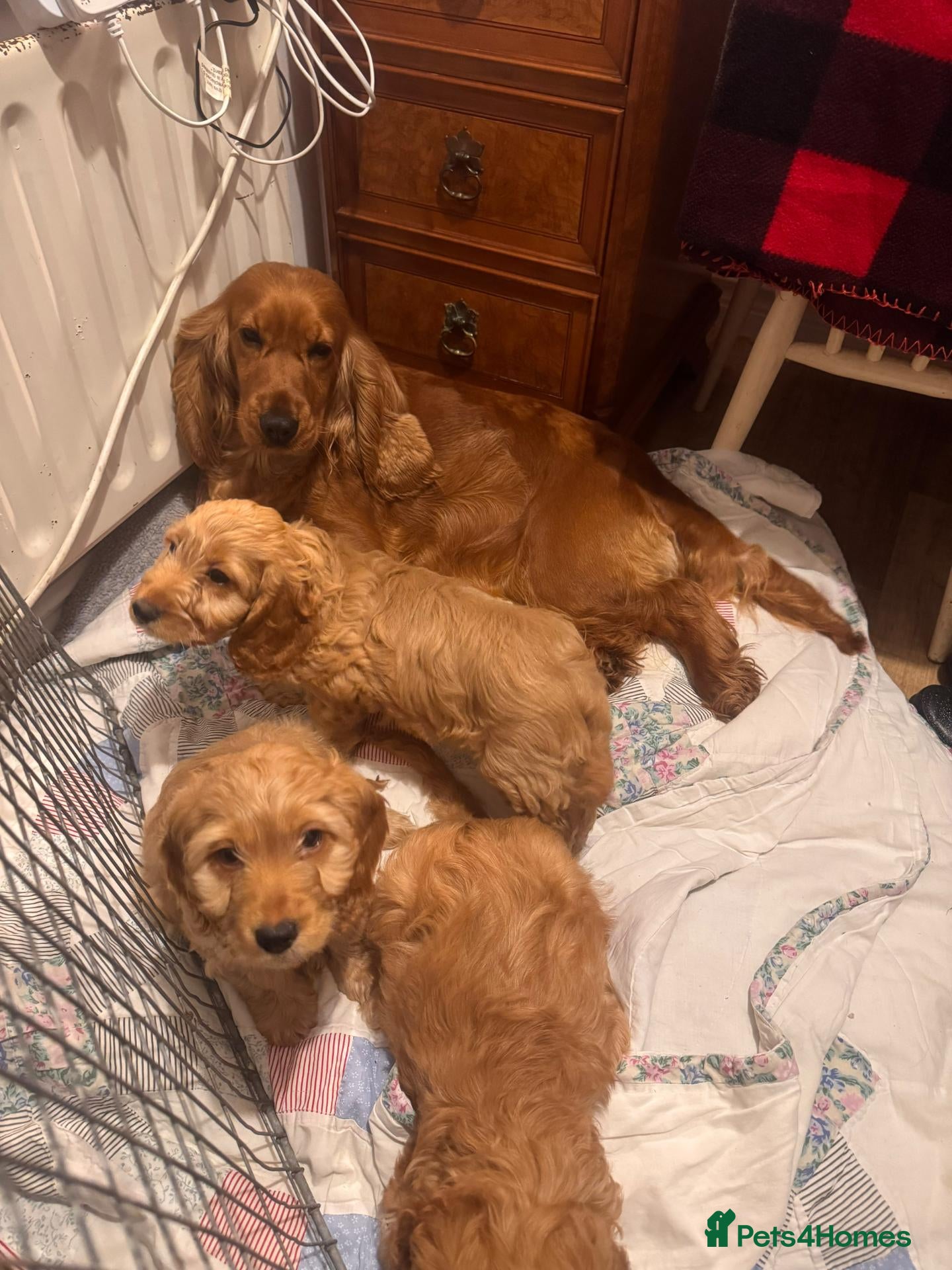 Cockapoo dogs QUALITY RUBY COCKAPOO PUPPIES - Advert 2