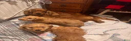Cockapoo dogs for sale: QUALITY RUBY COCKAPOO PUPPIES - Advert 2