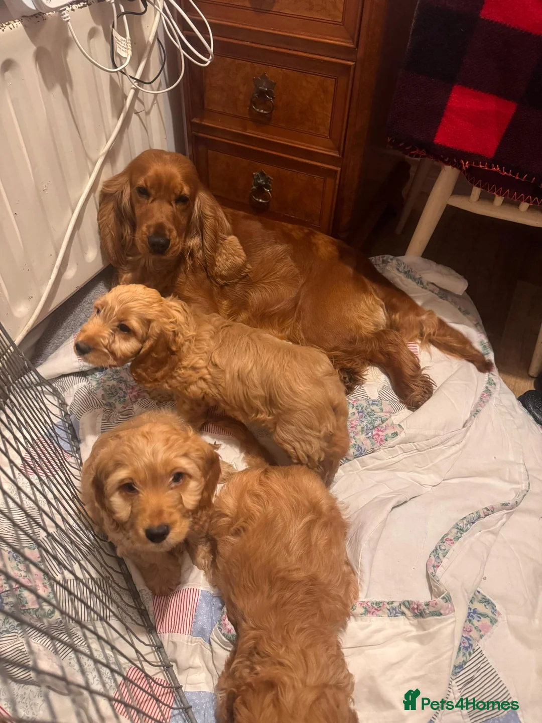 Cockapoo dogs for sale: QUALITY RUBY COCKAPOO PUPPIES - Advert 2