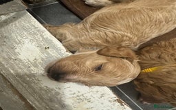 Cockapoo dogs for sale: Amazing litter of f1b cockerpoo puppies for sale - Image 7