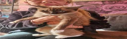 Ragdoll cats for sale: Ragdoll cross kittens  - Advert 1