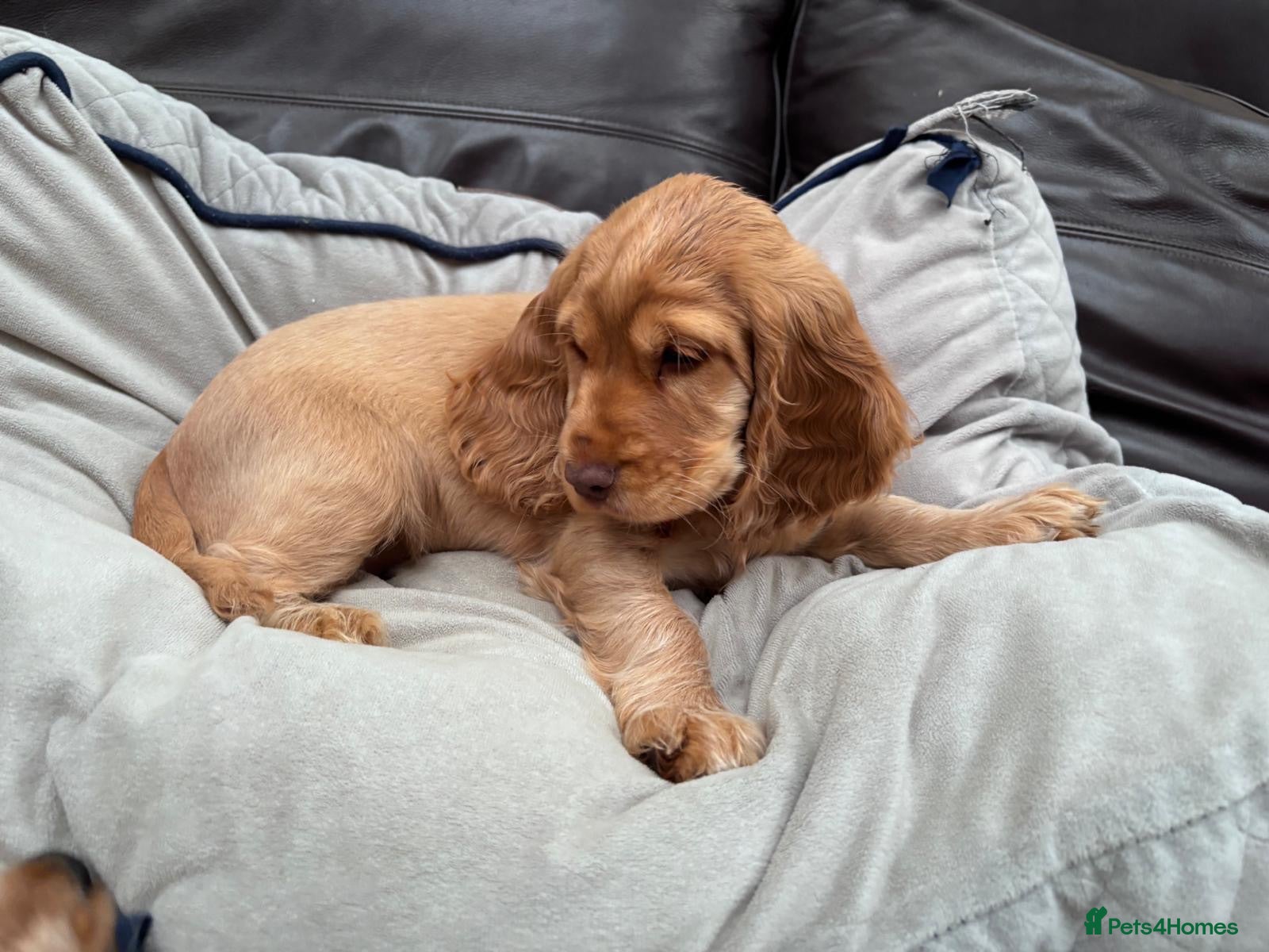 Cocker Spaniel dogs Beautiful show cocker spaniel puppies - Advert 2
