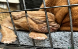 Dogue De Bordeaux dogs for sale: 🐾Dogue de Bordeaux Puppies Champion Bloodlines  - Image 11