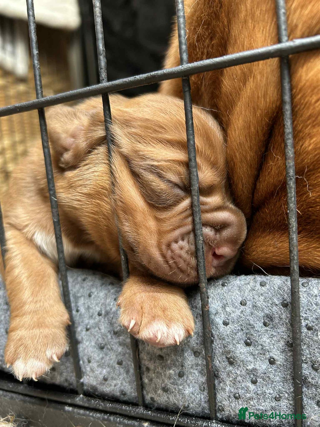 Dogue De Bordeaux dogs for sale: 🐾Dogue de Bordeaux Puppies Champion Bloodlines  - Image 11