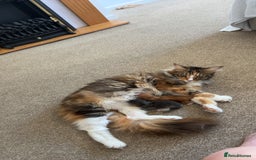 Maine Coon cats for sale: Maine coon kittens  - Image 1
