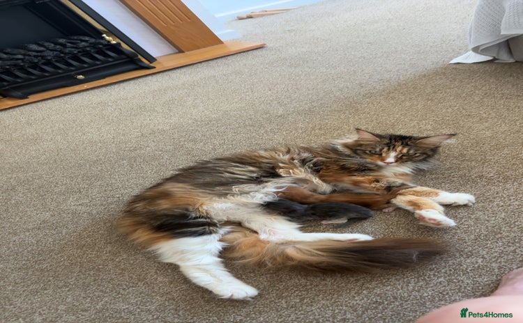 Maine Coon cats - Advert 10