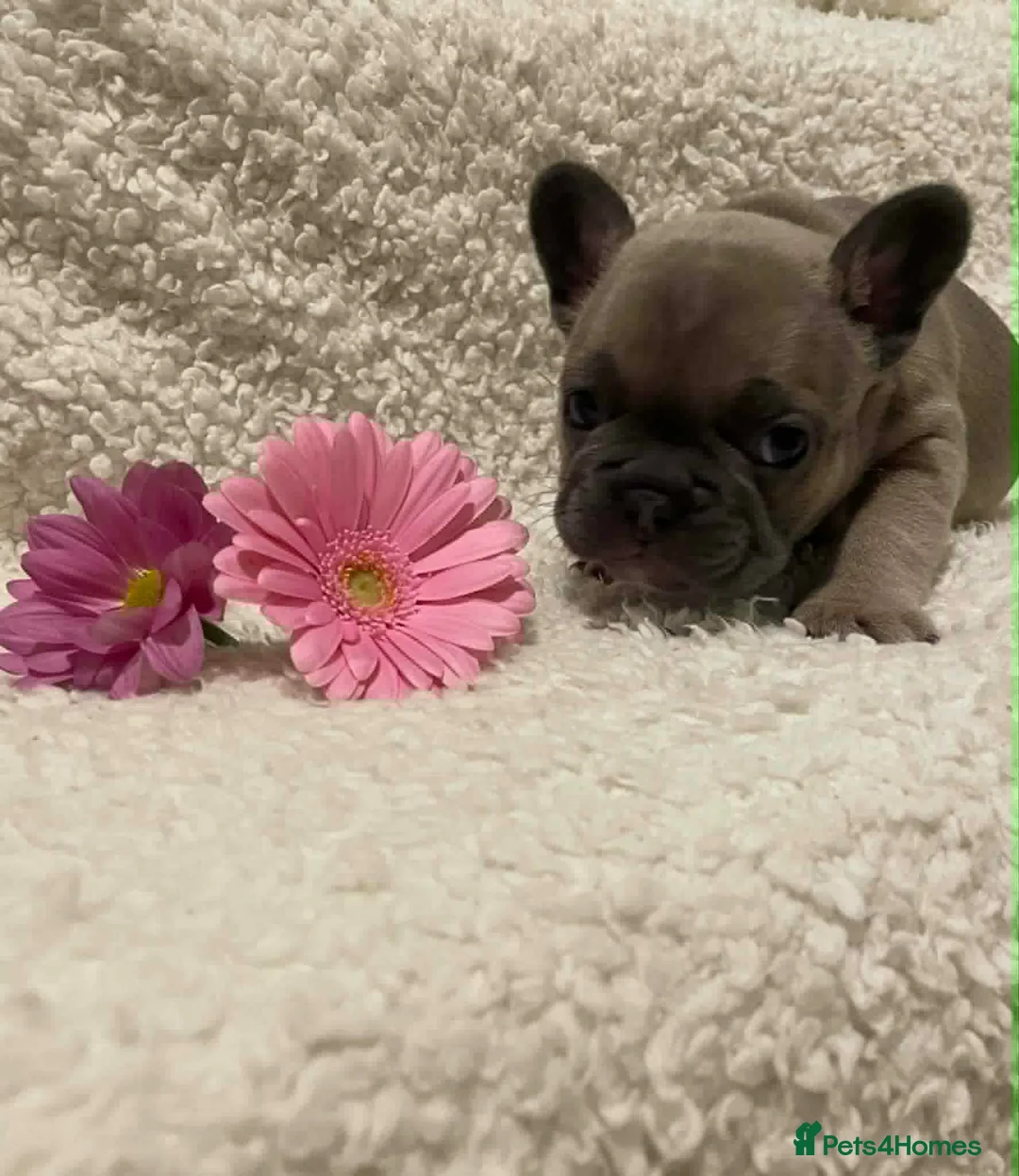 French Bulldog dogs for sale: Adorable cute frenchie puppys in Maldon - Advert 9