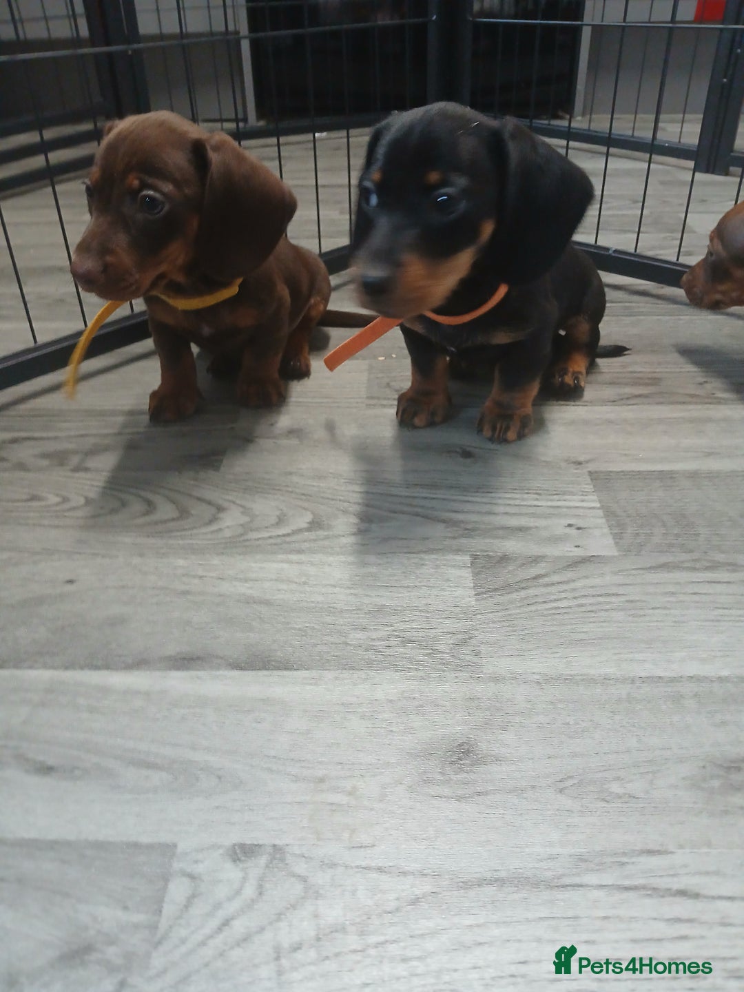 Dachshund dogs for sale: Dachshund puppies  - Advert 11