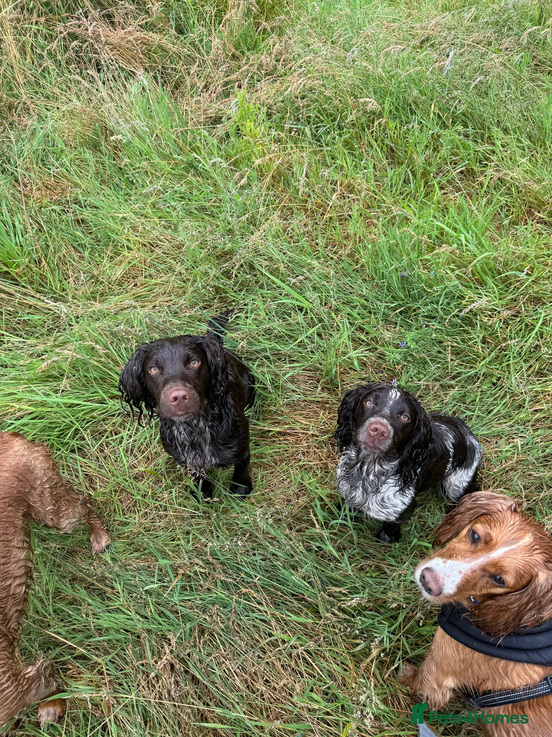 Cocker Spaniel dogs for stud: Working cocker for Stud *proven* in Penicuik - Advert 10