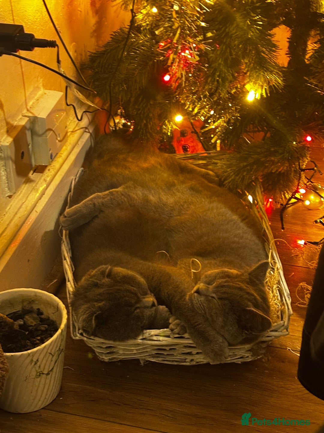Russian Blue cats for sale: Russian Blue kittens  - Image 6