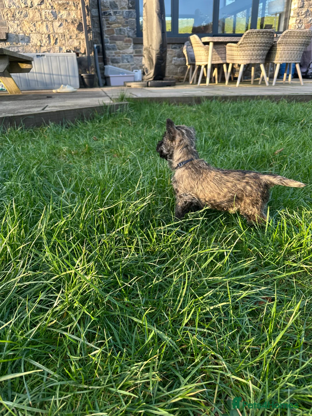 Cairn Terrier dogs for sale: Quality Beautiful KC Reg Cairn Terrier Puppies.  - Advert 10
