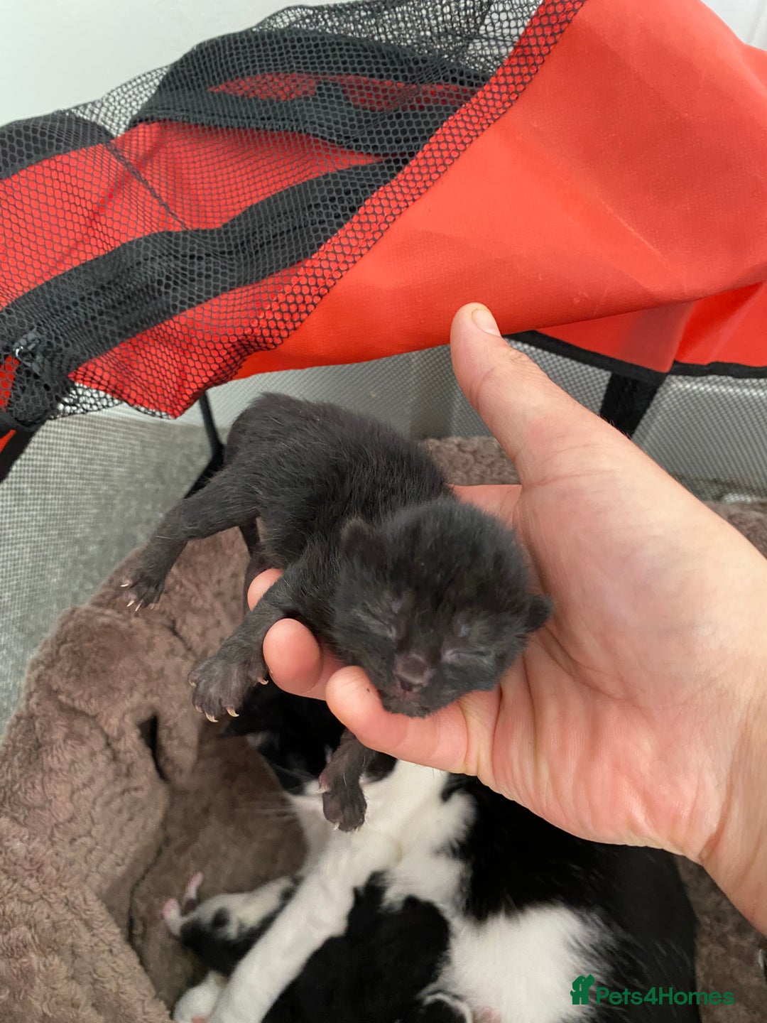 Mixed Breed cats for sale: Kimchi looking for a warm home - Advert 6