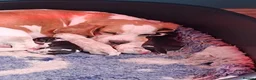 Beagle dogs for sale: Beautiful Beagle Girl - Advert 2