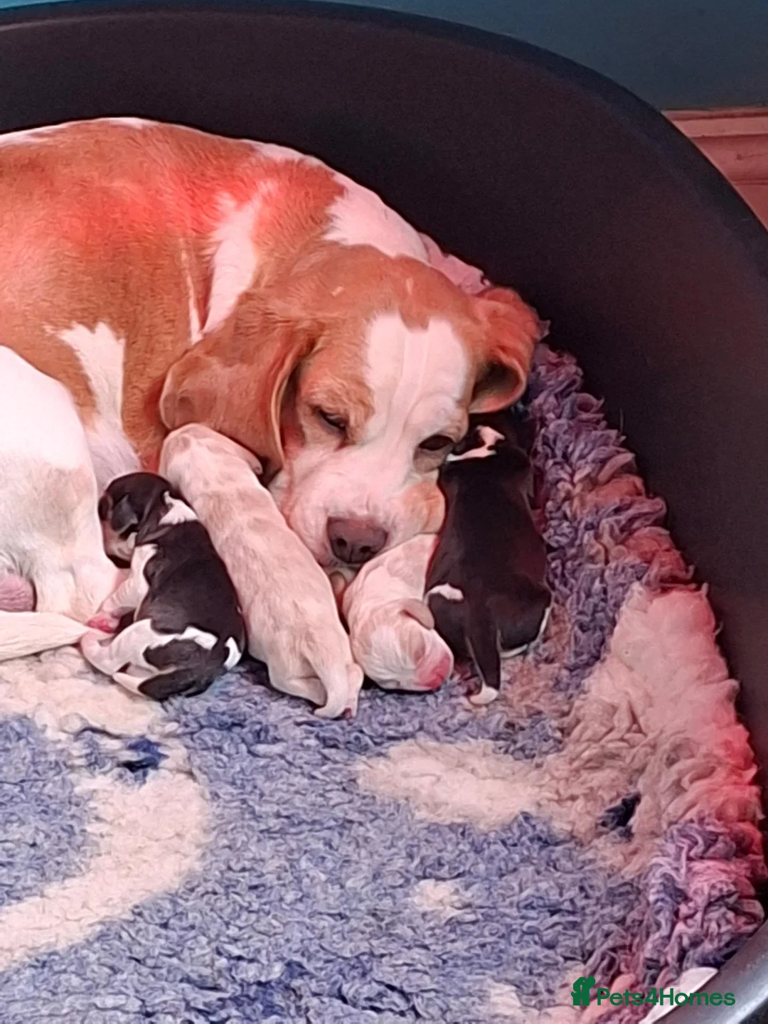 Beagle dogs for sale: Beautiful Beagle Girl - Advert 2