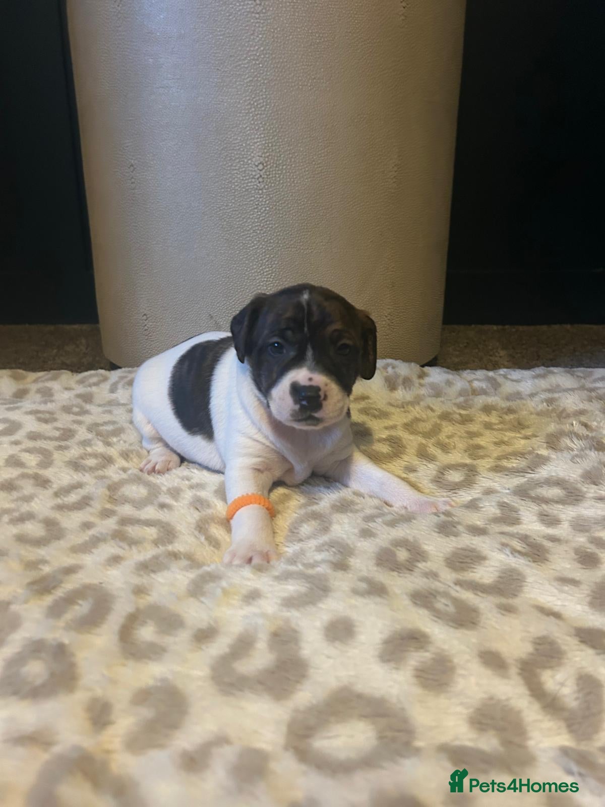 Mixed Breed dogs Jackastaff last 3 boyz left - Advert 13