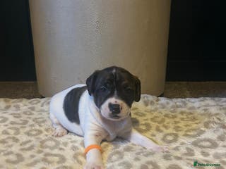 Mixed Breed dogs Jackastaff last 3 boyz left - Advert 13