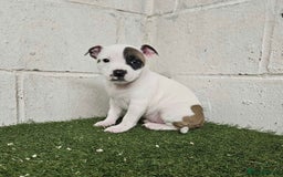 Staffordshire Bull Terrier dogs for sale: Kc Staffordshire bull terrier puppies  - Image 10
