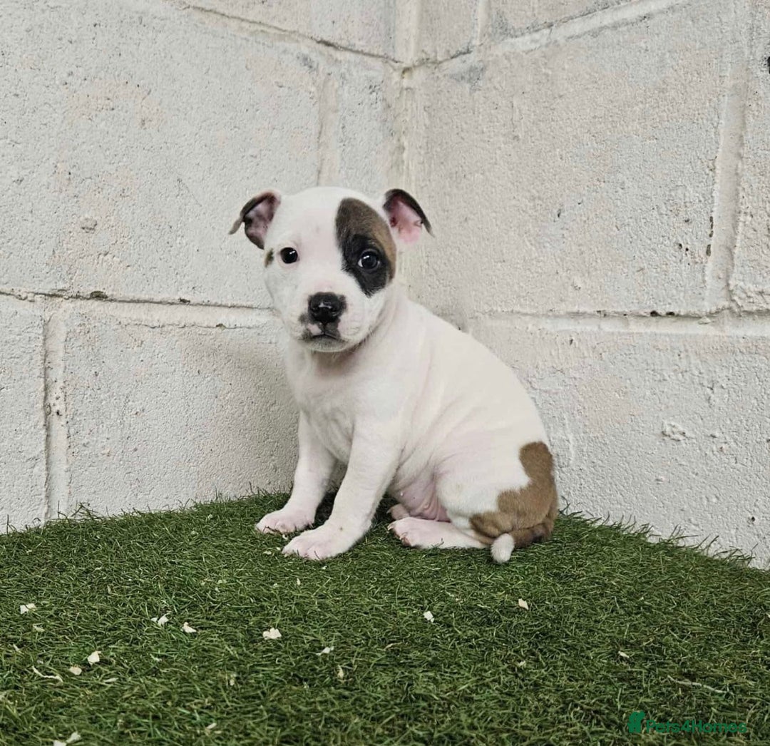 Staffordshire Bull Terrier dogs for sale: Kc Staffordshire bull terrier puppies  - Image 10