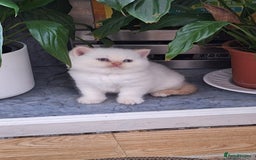British Shorthair cats for sale: Gccf british shorthair kittens  - Image 12