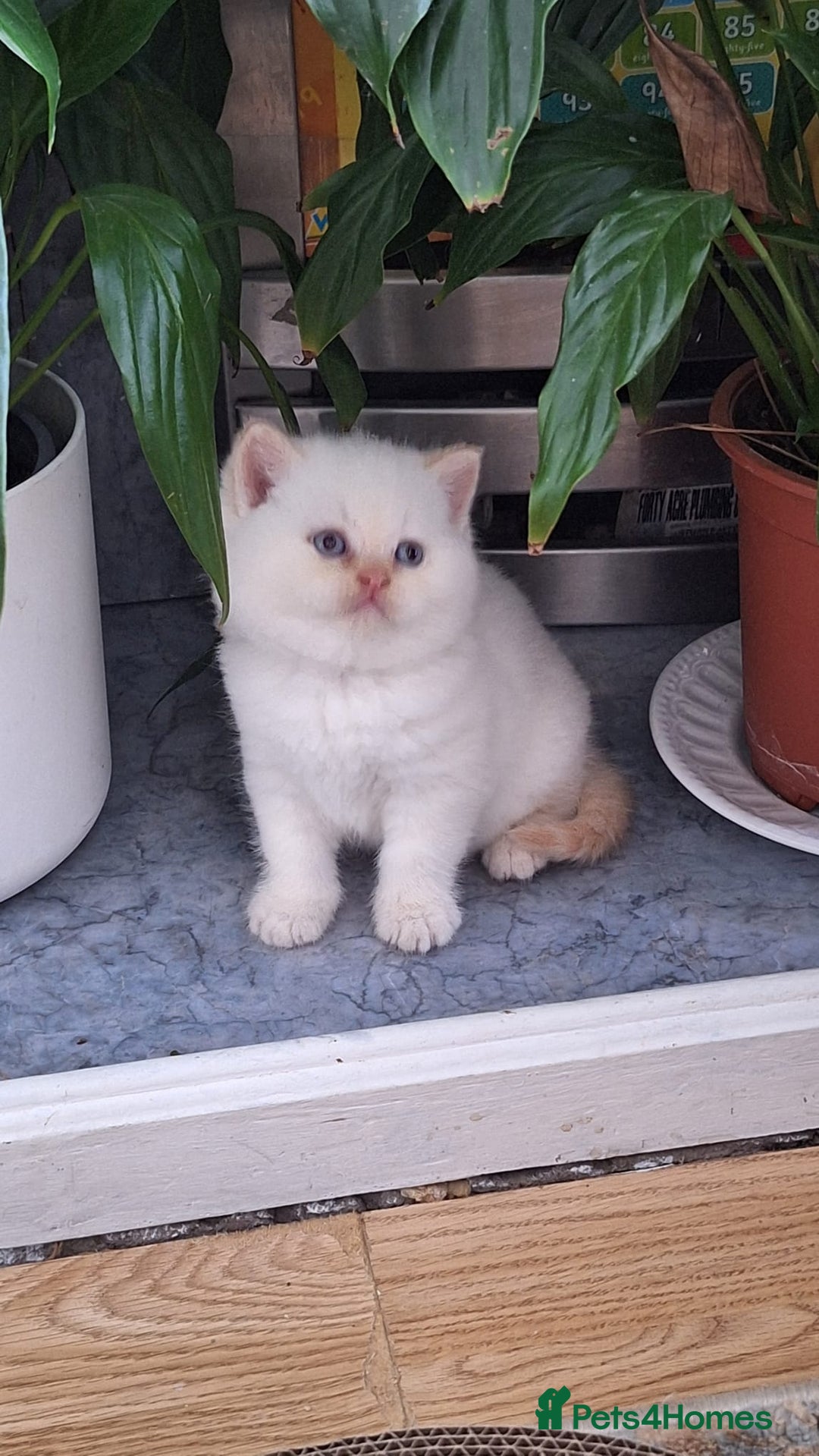 British Shorthair cats for sale: Gccf british shorthair kittens  - Image 12