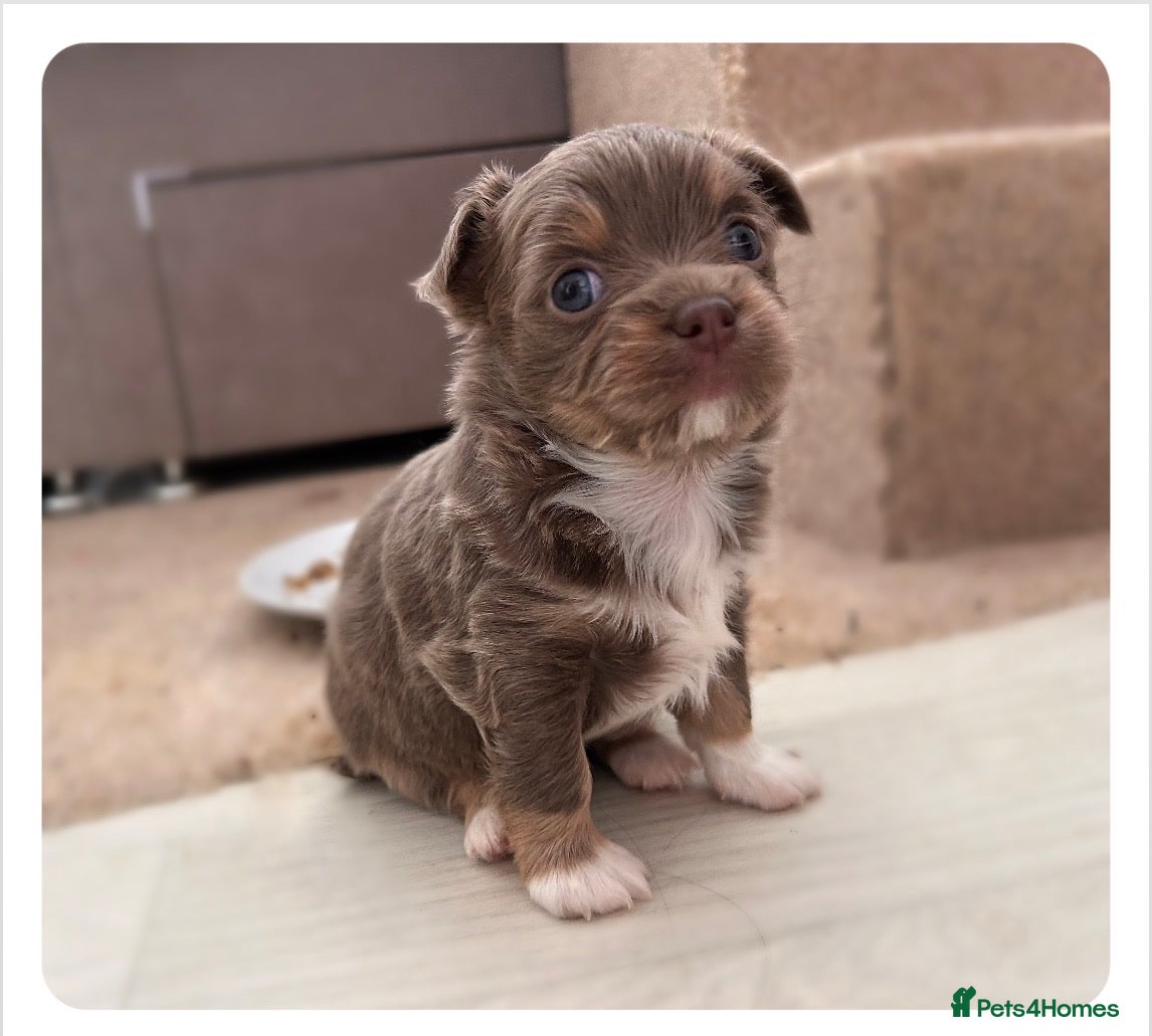 Chihuahua dogs LONG COAT KC CHIHUAHUA’S - Advert 5