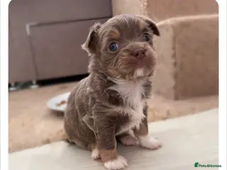 Chihuahua dogs LONG COAT KC CHIHUAHUA’S - Advert 5