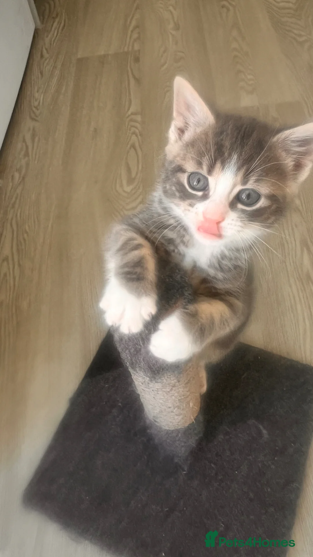 British Shorthair cats for sale: Male kitten grey white and cream - Advert 7