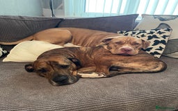 Mixed Breed dogs for sale: READY TO LEAVE! Presa X Doberman- 4 remaining!! - Advert 5