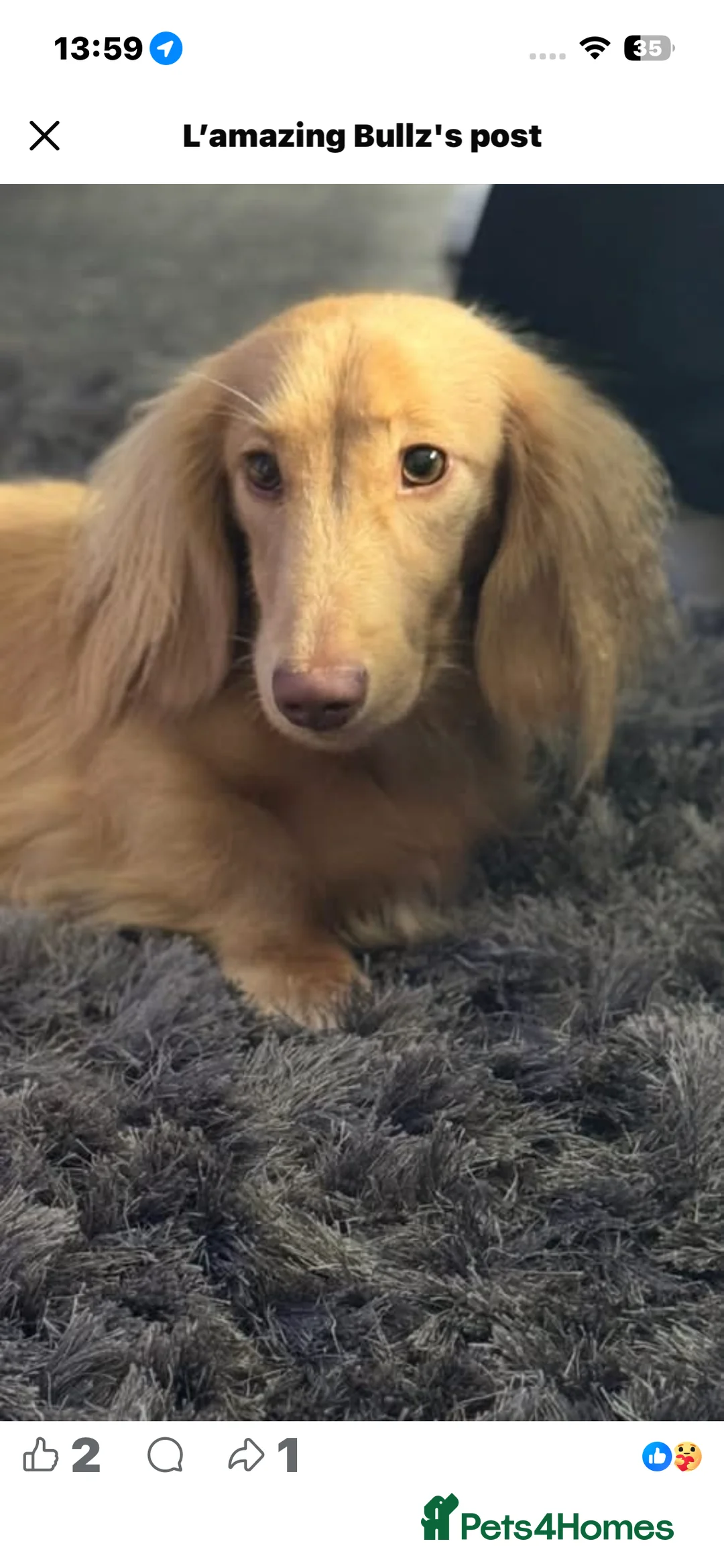 Dachshund dogs for sale: KC reg highly dna tested long hair dachshund pups - Advert 2