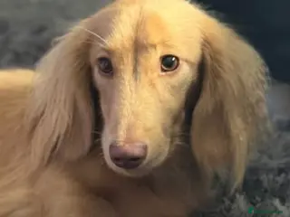 Dachshund dogs TEENY TINY PETITE long hair mini dachshund pups - Advert 8