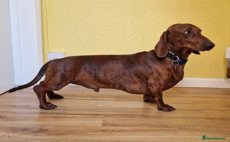 Dachshund dogs - Advert 1