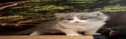 Selkirk Rex cats for sale: Gorgeous Selkirk rex kittens 😻 - Advert 33
