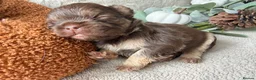 French Bulldog dogs for sale: Kc registered chocolate and tan frenchies - Advert 20