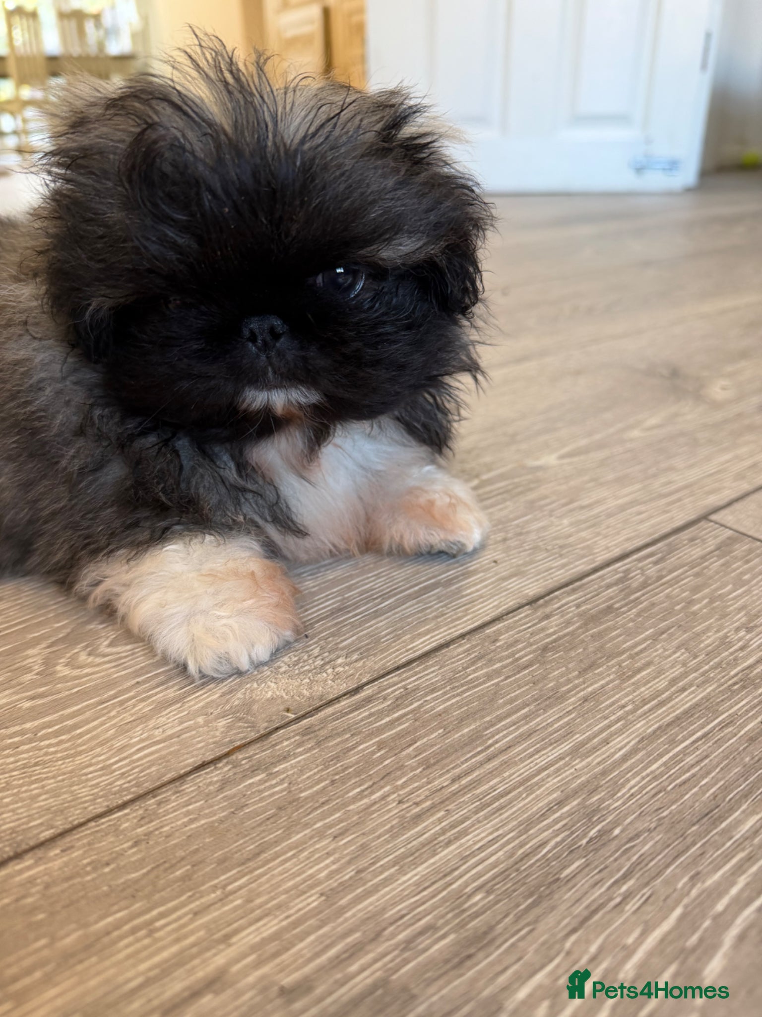 Pekingese dogs Kc Pekingnese boys available - Advert 4