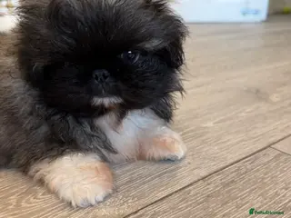 Pekingese dogs Kc Pekingnese boys available - Advert 4
