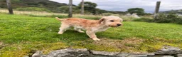 Cockapoo dogs for sale: Beautiful & fun 3 year old Cockapoo ‘Teddy’ - Advert 13