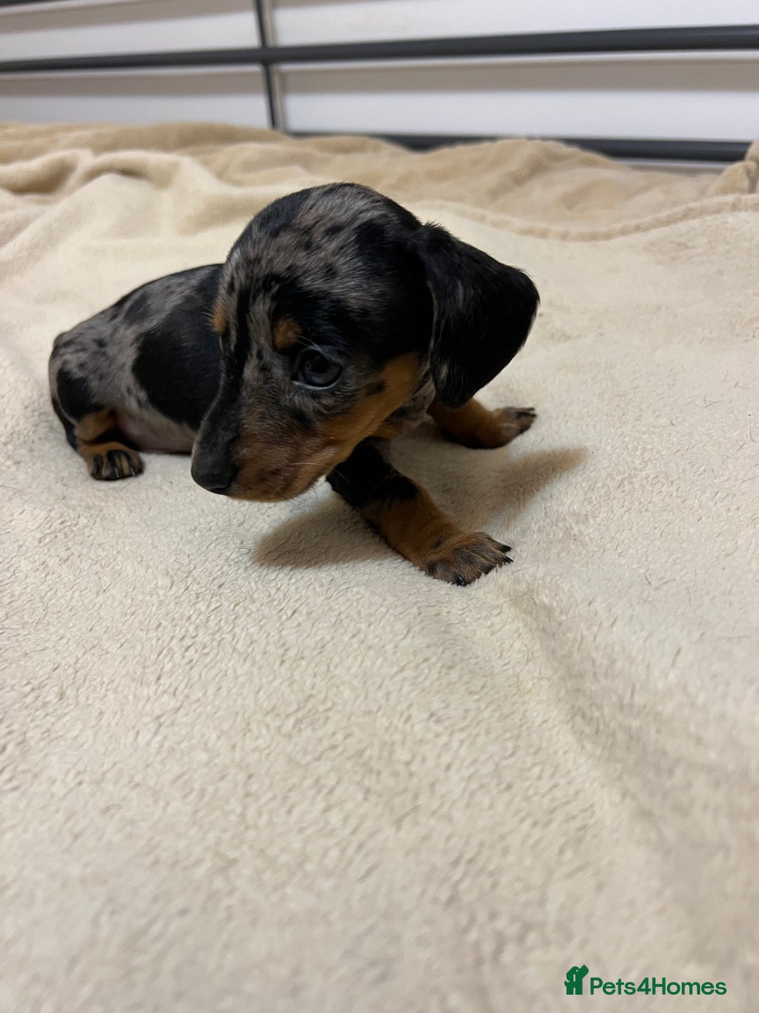 Miniature Dachshund dogs for sale: Miniature Dachshund KC ready now  - Image 15