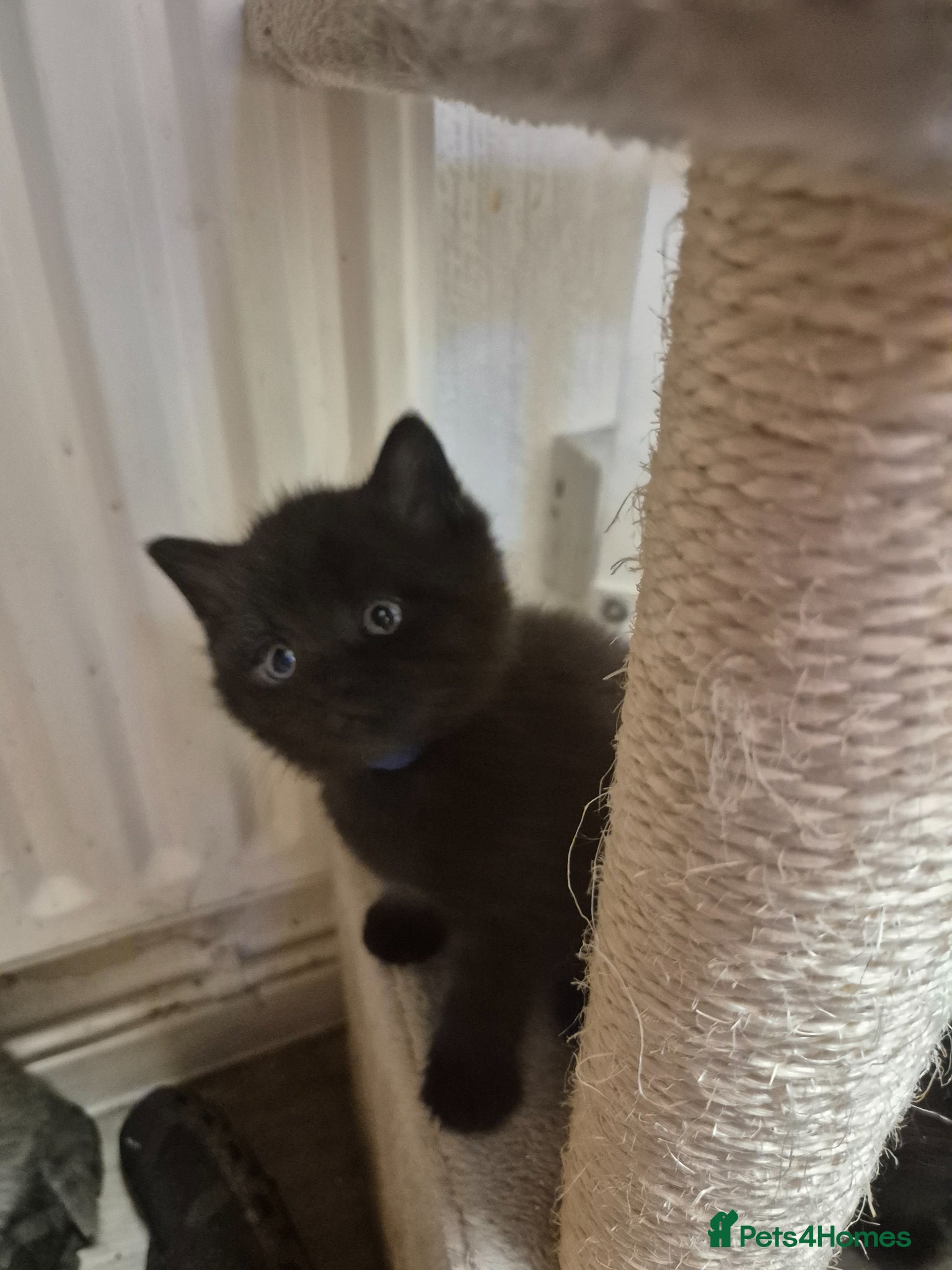 Mixed Breed cats Stunning gorgeous little fluffy kittens - Advert 4