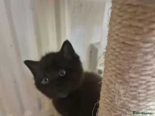 Mixed Breed cats Stunning gorgeous little fluffy kittens - Advert 4