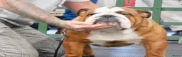 English Bulldog dogs for sale: Quality Bulldog Puppies  - Advert 4