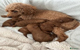 Toy Poodle dogs for sale: Toy poodle . four boys, one girl - Image 1