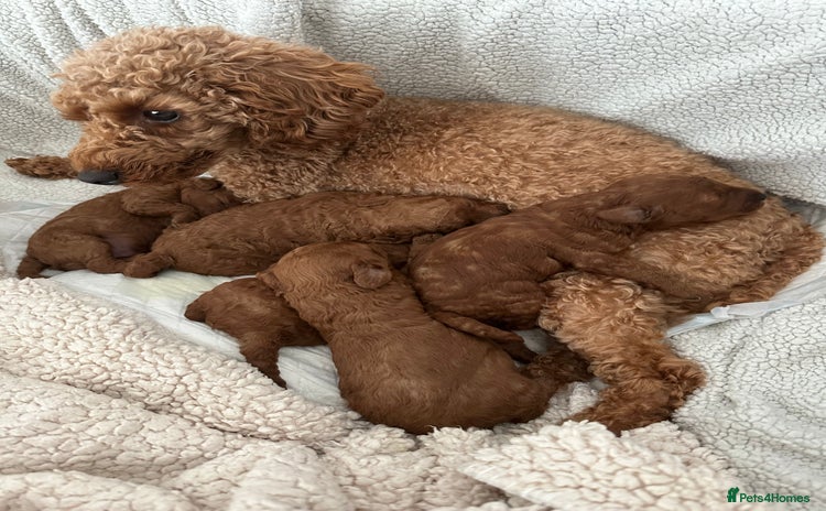 Toy Poodle dogs - Advert 2