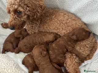 Toy Poodle dogs - Advert 33